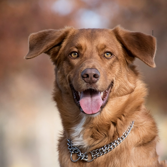 Double-Row Chain Training Collar